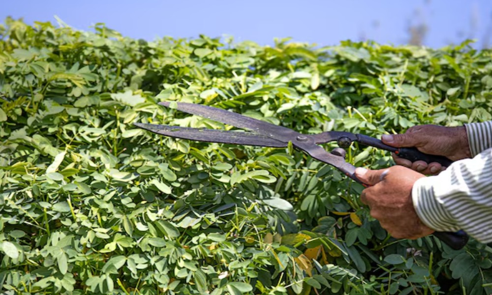 Best Ways to Shape Young Trees for Long-Term Health